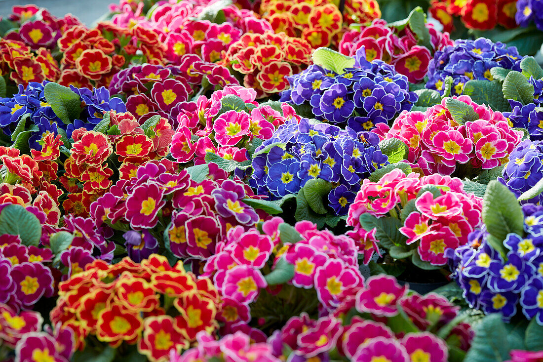 Primula vulgaris mix