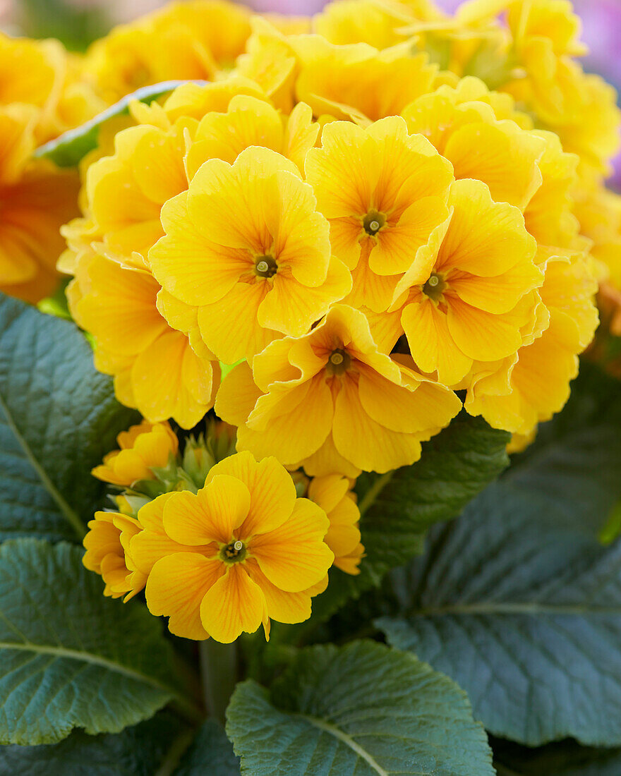 Primula elatior Sibel Gold