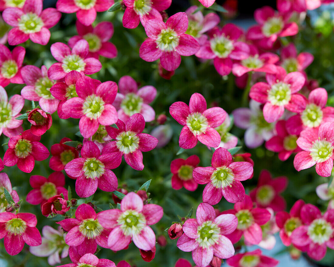 Steinbrech (Saxifraga) 'Ice Colours Red'