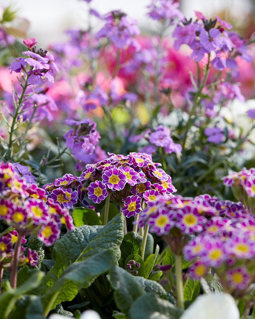 Primula elatior,Erysimum linifolium