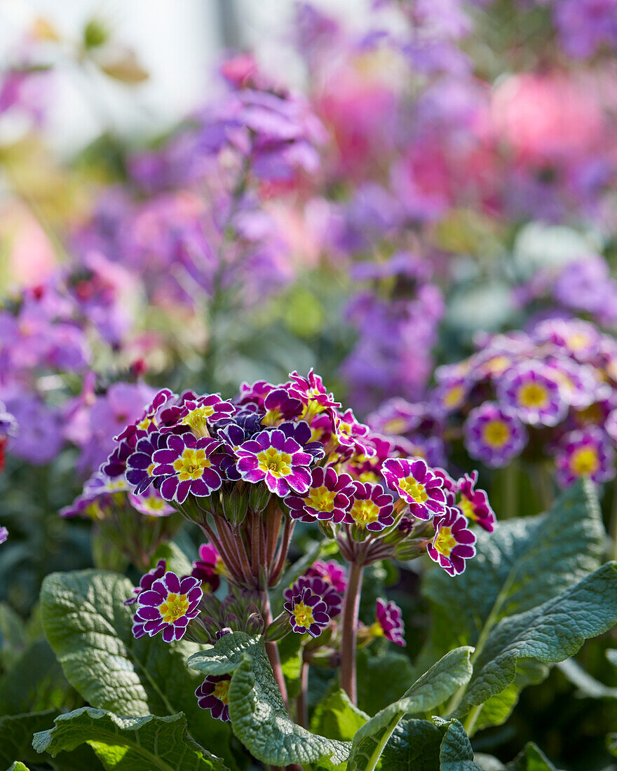 Primula elatior