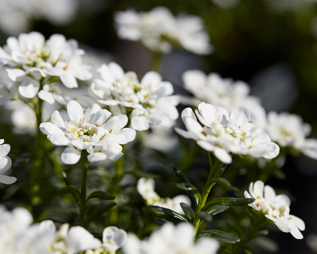 Schleifenblume (Iberis sempervirens) 'Nevina'