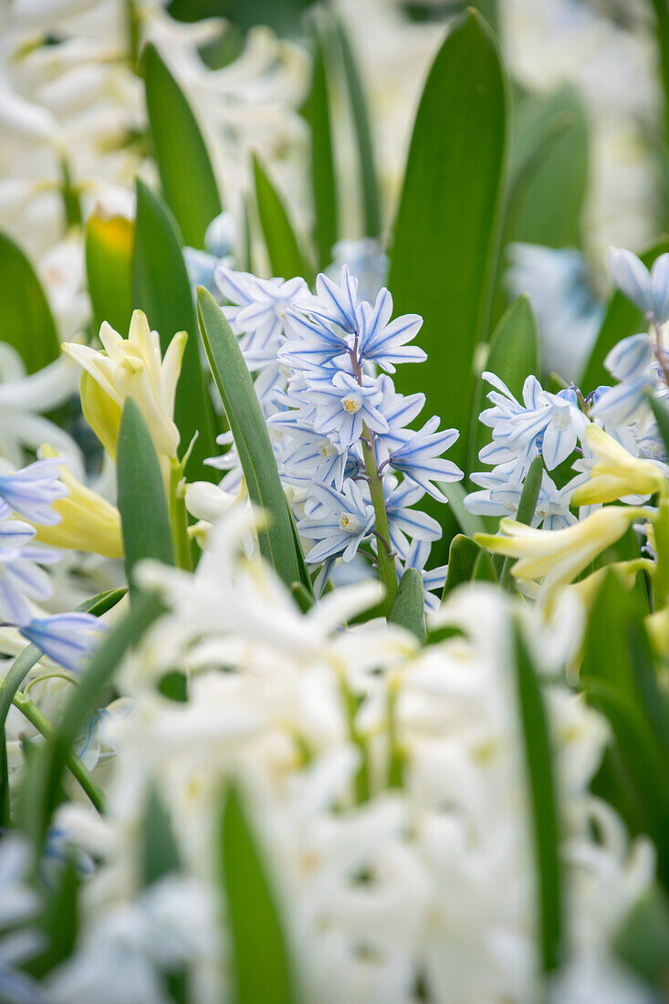 Hyazinthe (Hyacinthus) 'White Pearl', Puschkinie (Puschkinia scilloides var. Libanotica)