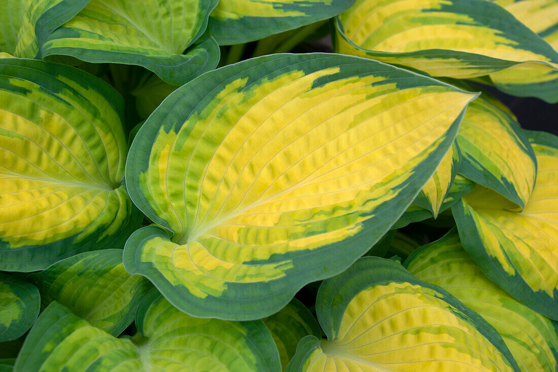 Hosta Forbidden Fruit