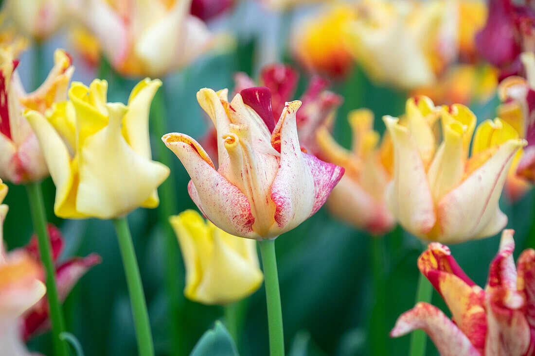 Tulipa Striped Crown