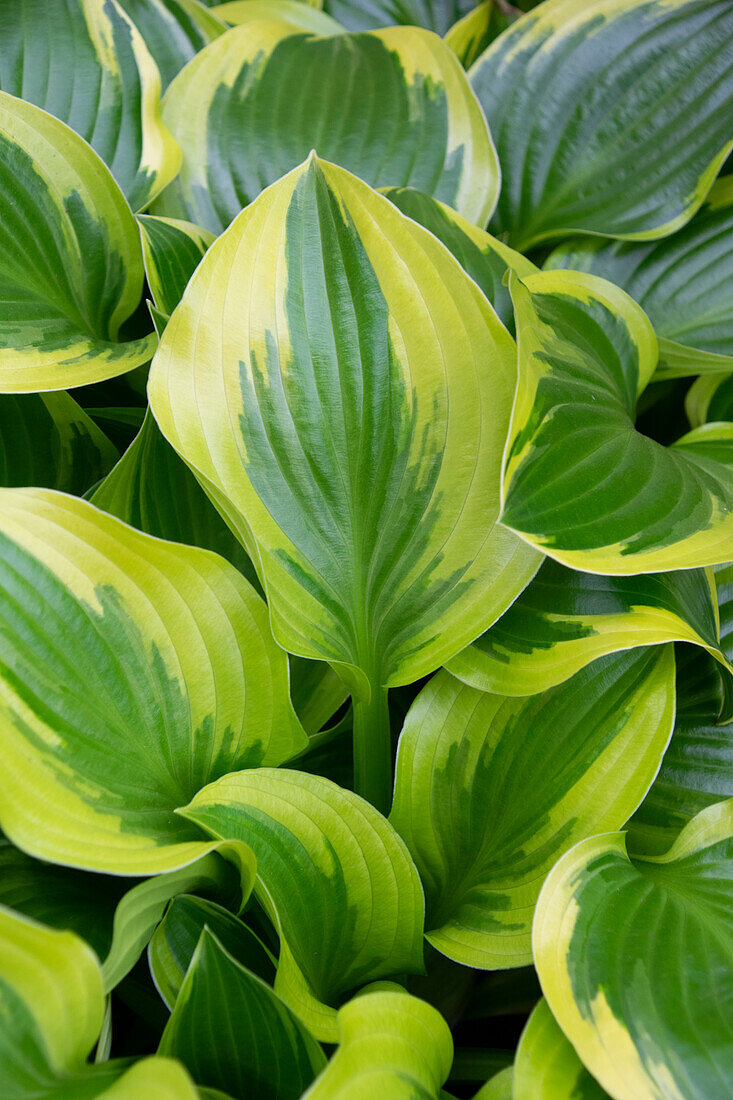 Hosta Queen Josephine