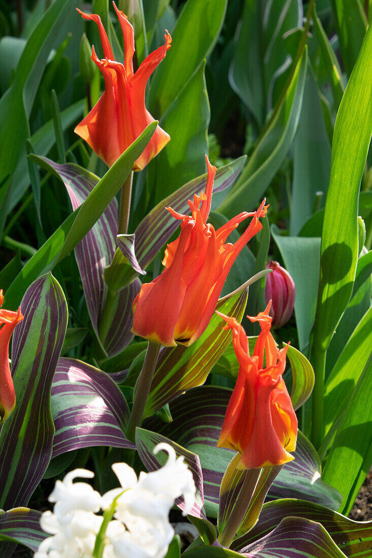 Tulipa Rigas Barikades