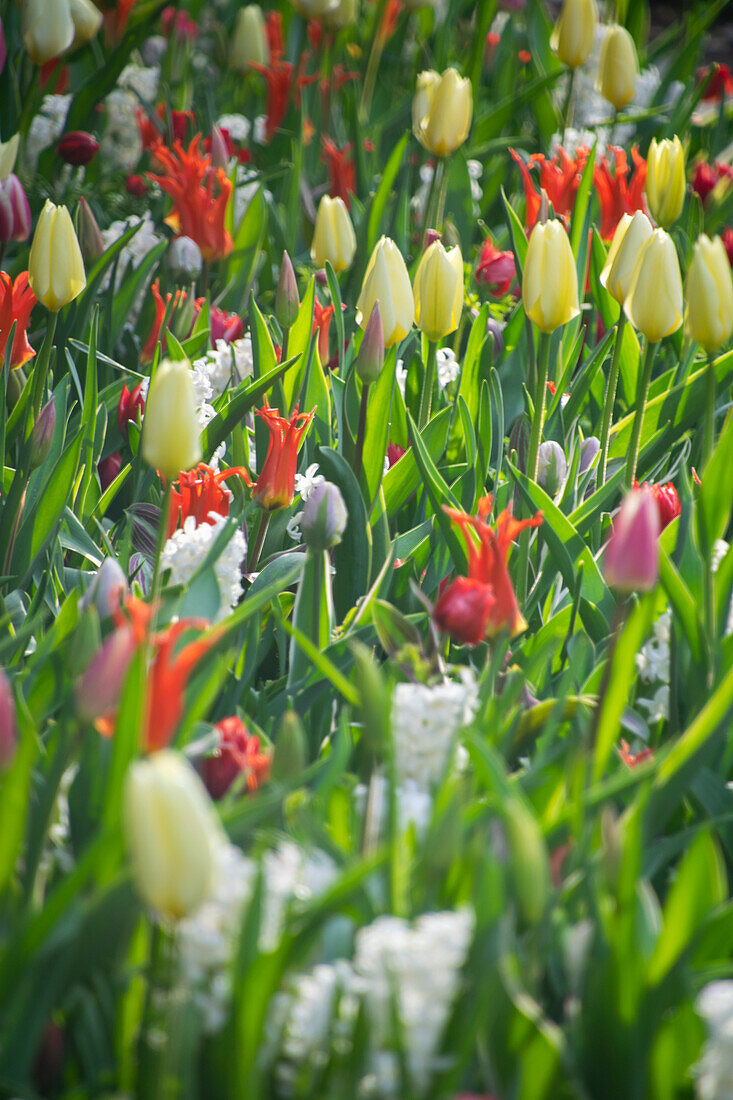 Spring flower mixture