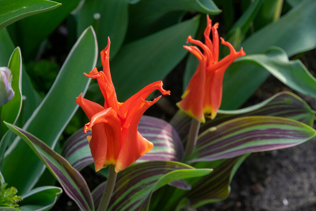 Tulipa Rigas Barikades