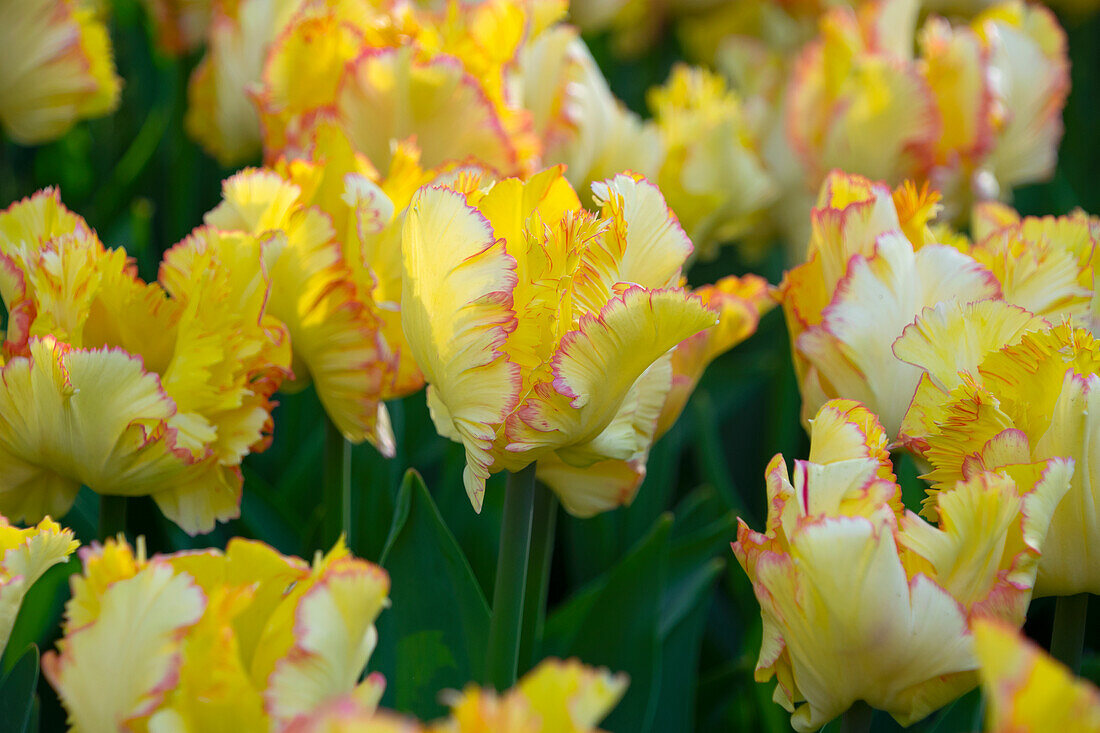 Tulipa Caribbean Parrot