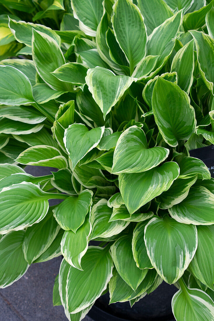 Hosta Undulata Albomarginata