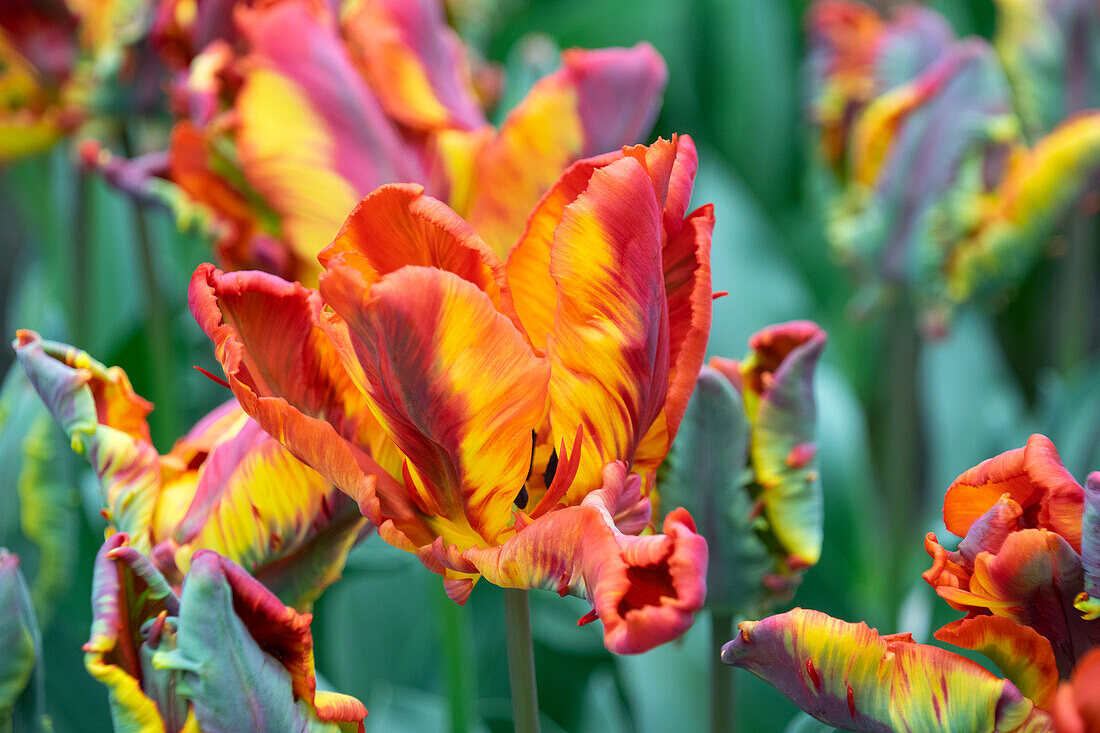 Tulipa Rasta Parrot