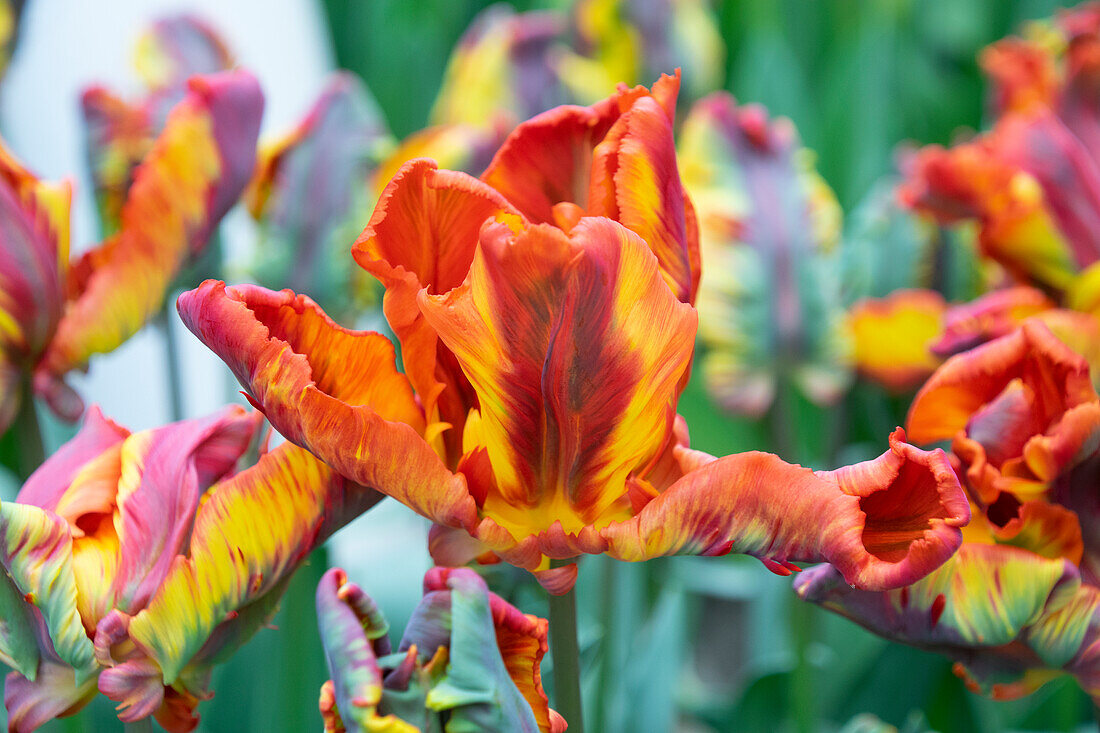 Tulipa Rasta Parrot