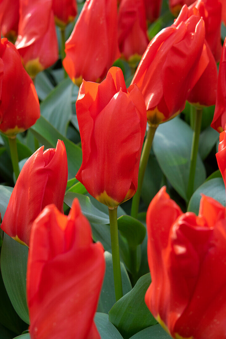 Tulipa Madame Lefeber