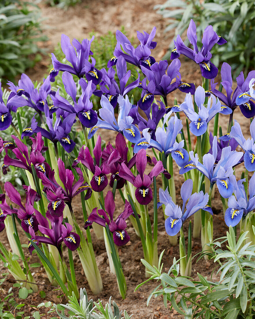 Iris reticulata mix