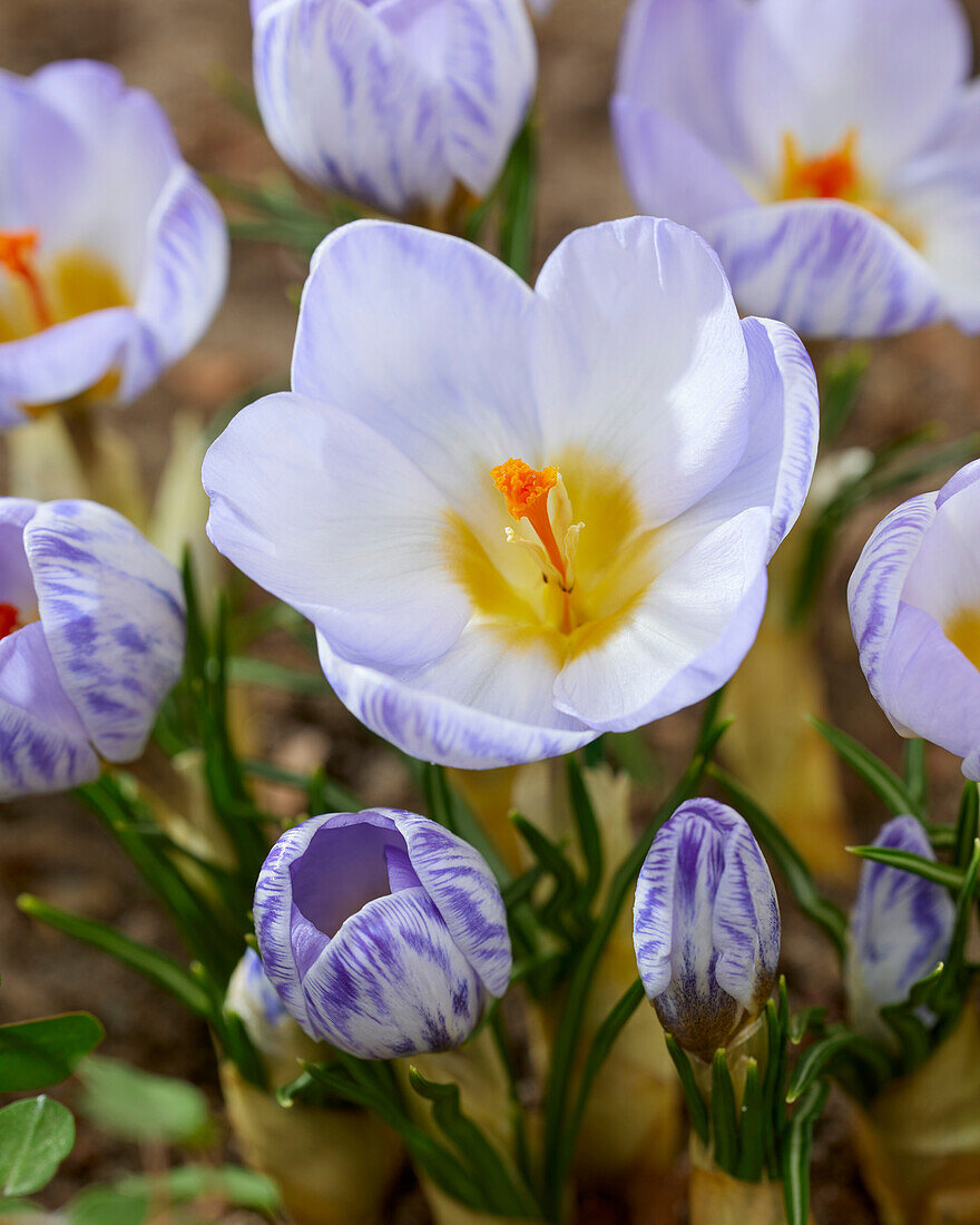 Crocus Joop