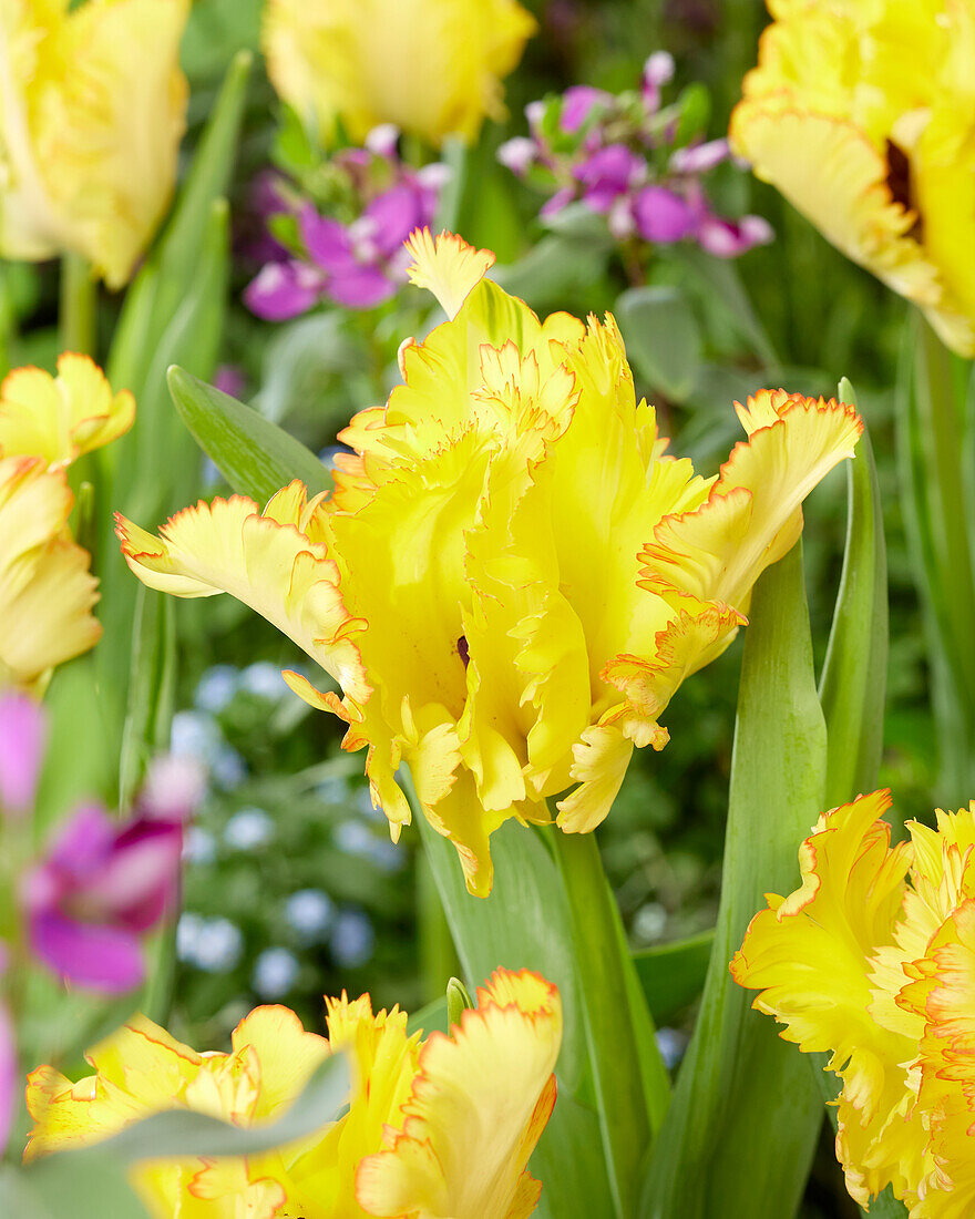 Tulipa Caribbean Parrot