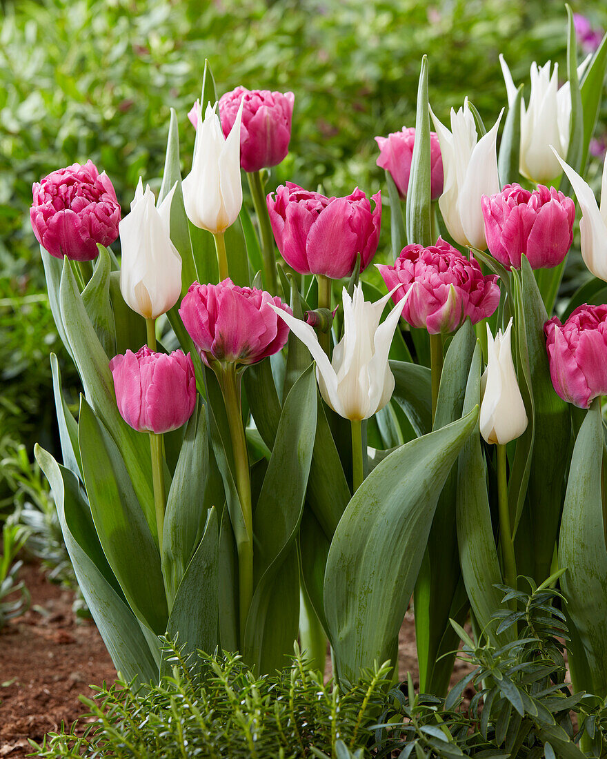 Tulipa White Satin,Guns 'n Roses