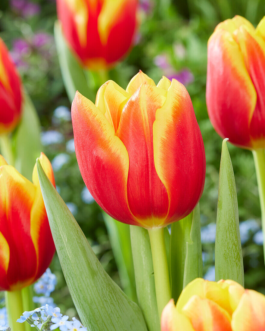 Tulpe (Tulipa) 'Rock Fire'