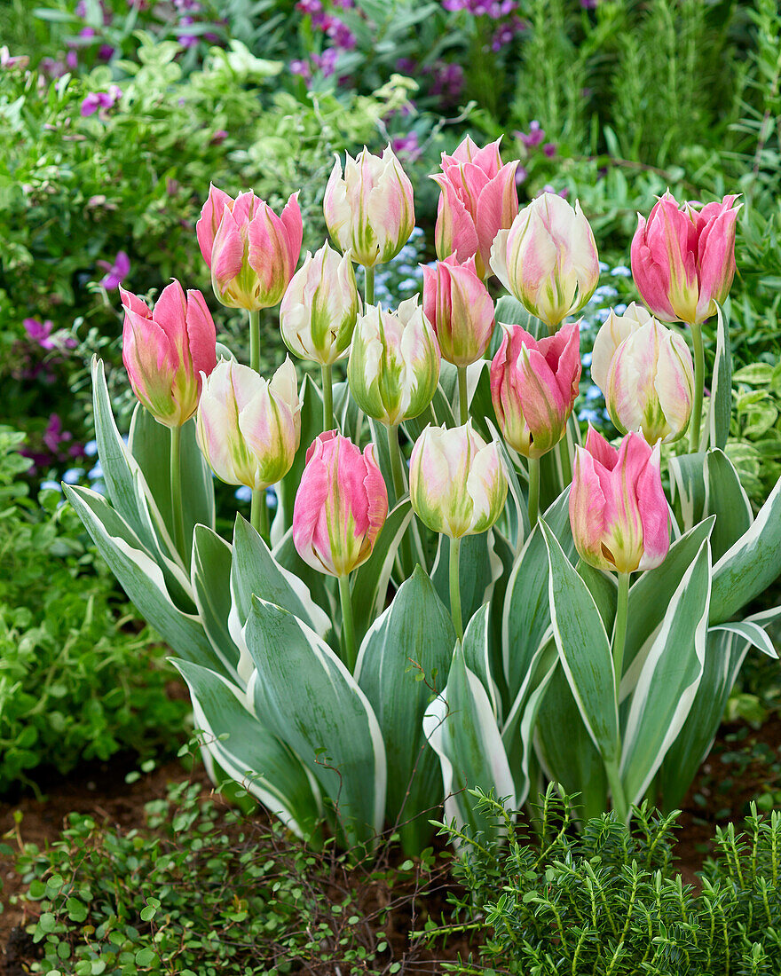 Tulpe (Tulipa) 'Pink Artist', 'Blushing Artist'