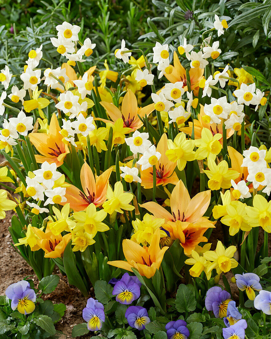 Gemischte Frühlingsblumen