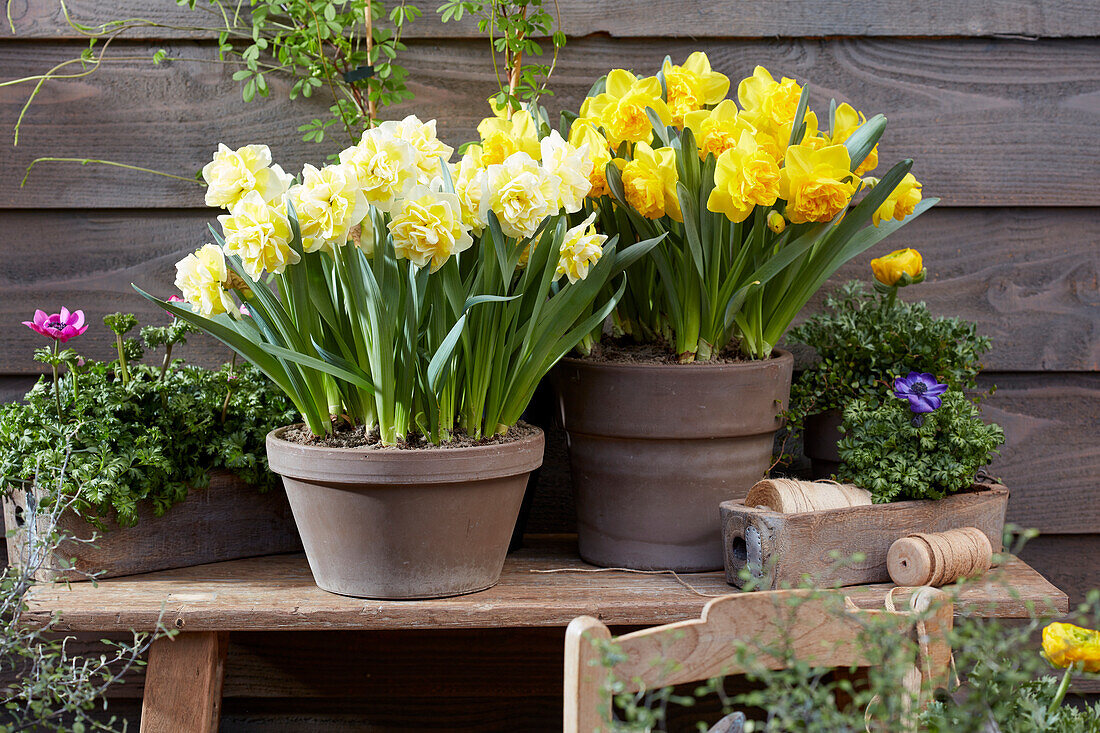 Narzisse (Narcissus) 'Janneke', ' Lars'