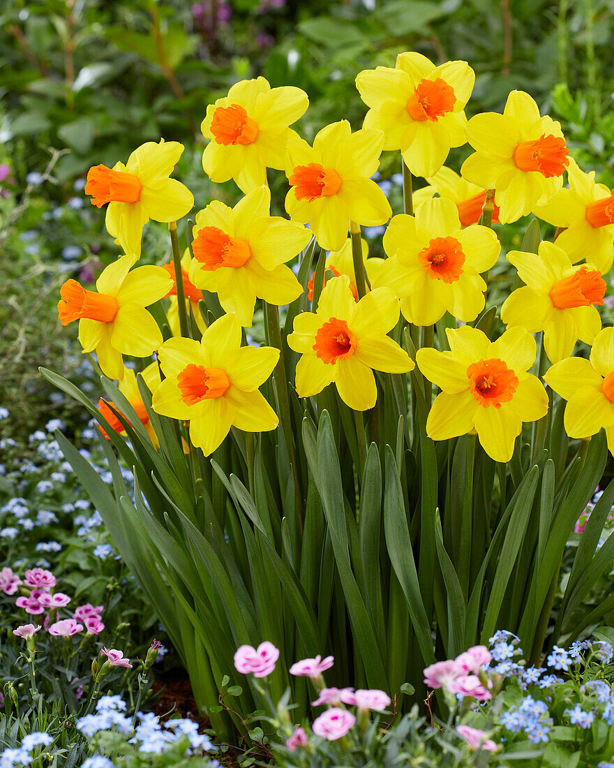 Narcissus Classic Garden