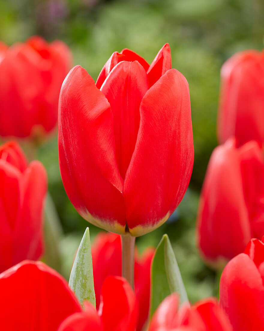 Tulpe (Tulipa) 'Firebolt'