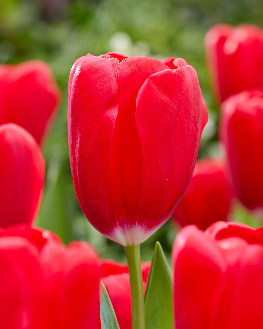 Tulipa Red Angel