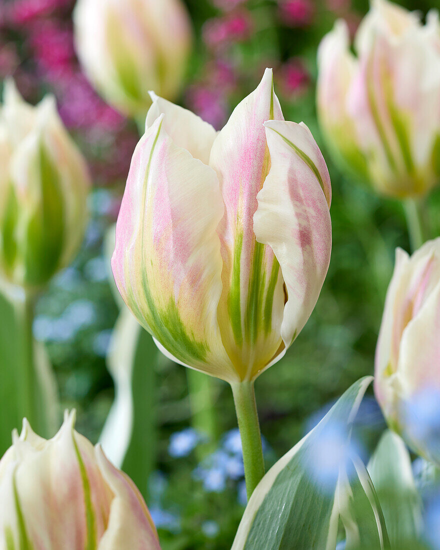 Tulpe (Tulipa) 'Blushing Artist'