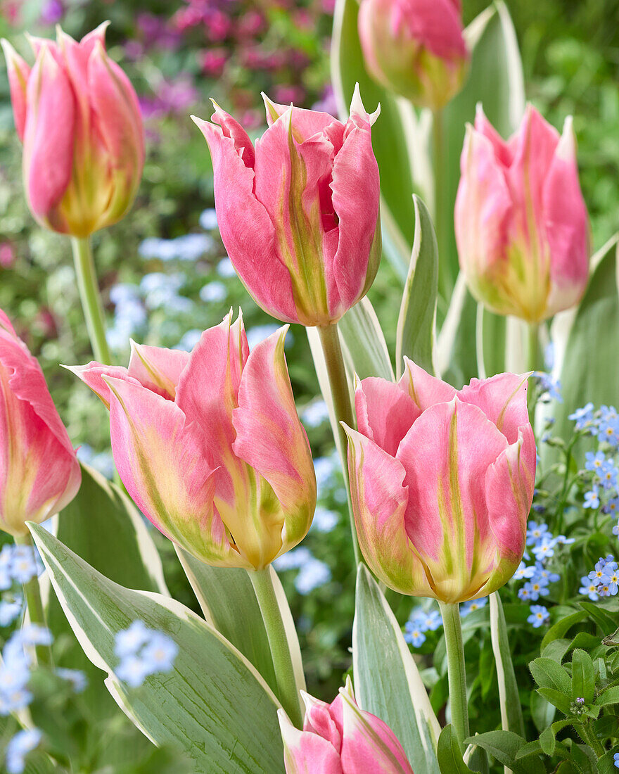 Tulipa Pink Artist