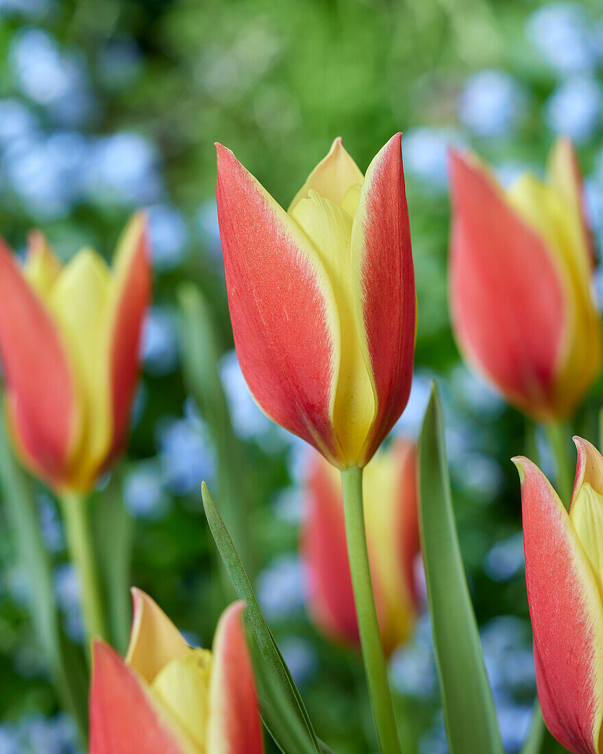 Tulpe (Tulipa) 'Taco'