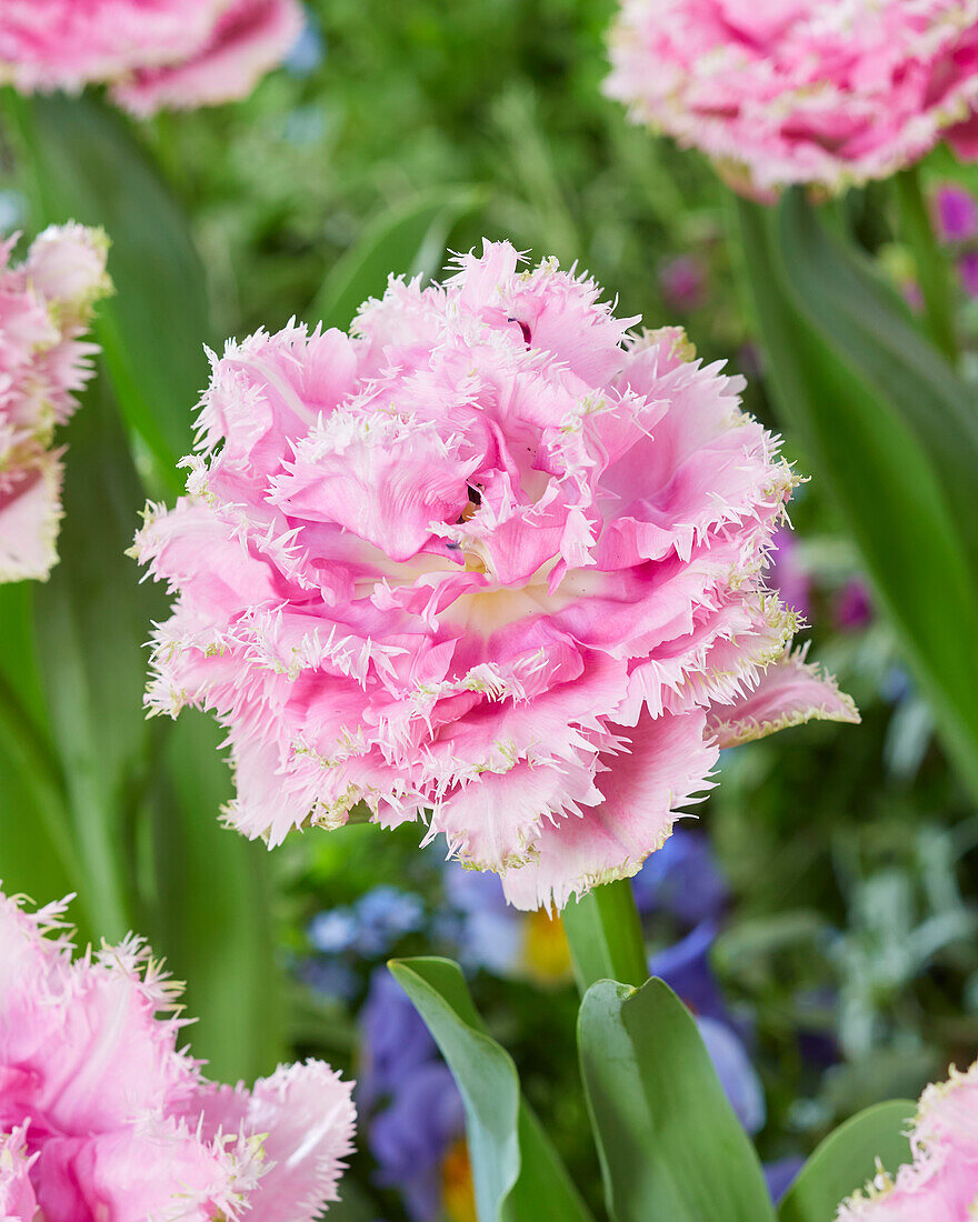 Tulipa Cairns