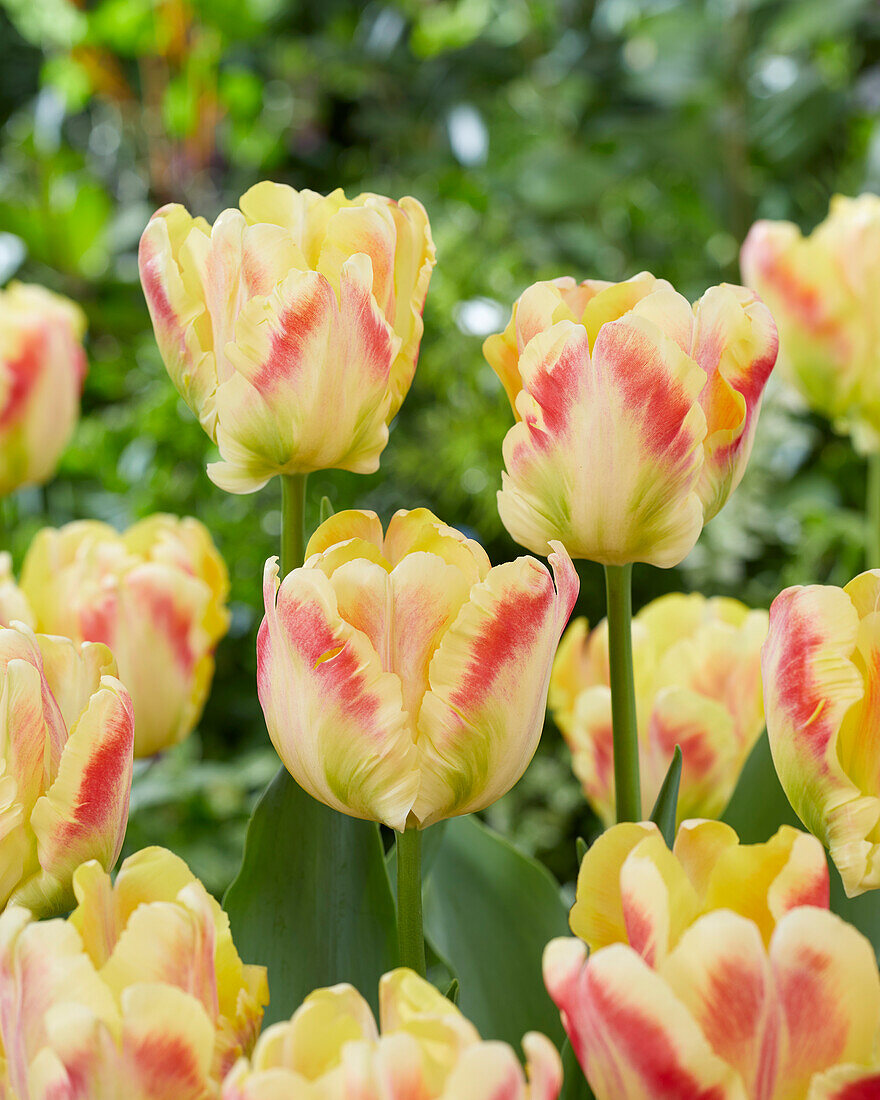 Tulipa Blushing Parrot