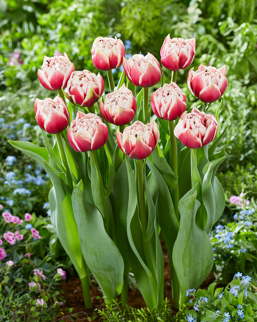 Tulpe (Tulipa) 'Sarana'