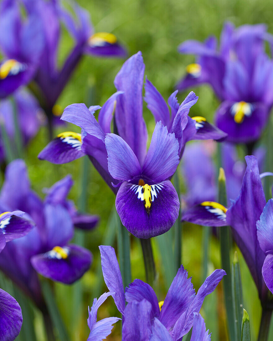 Zwerg-Iris (Iris Reticulata) 'Blue Hill'