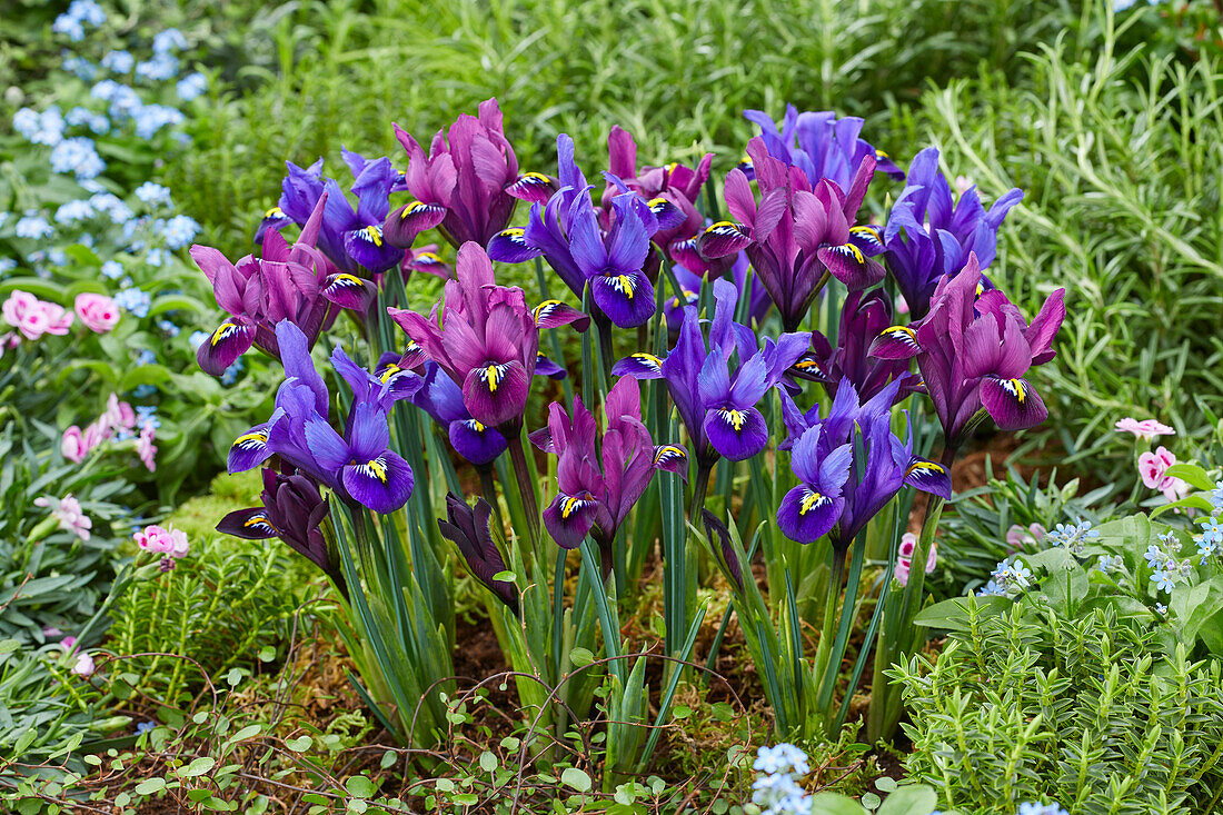 Iris reticulata Blue Hill,Purple Hill
