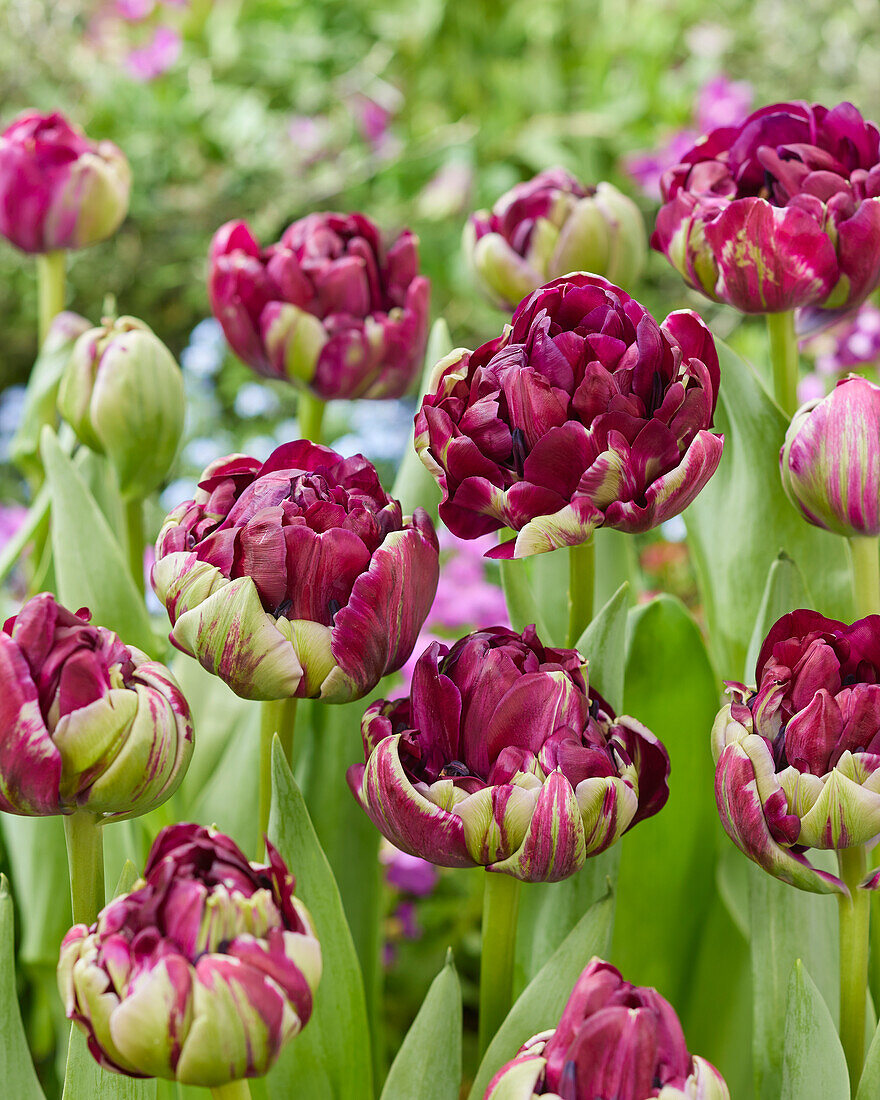 Tulpe (Tulipa) 'Mystery Dream'
