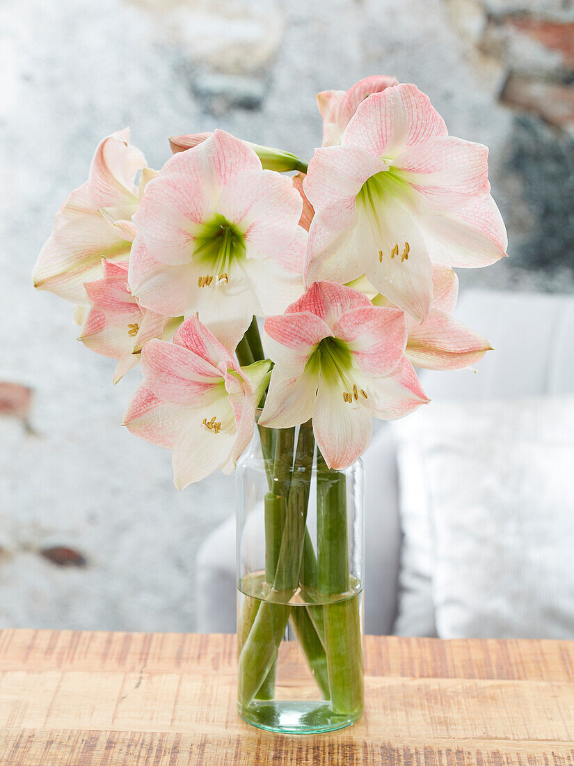 Hippeastrum Apple Blossom