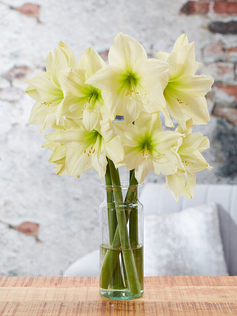 Hippeastrum Lemon Star