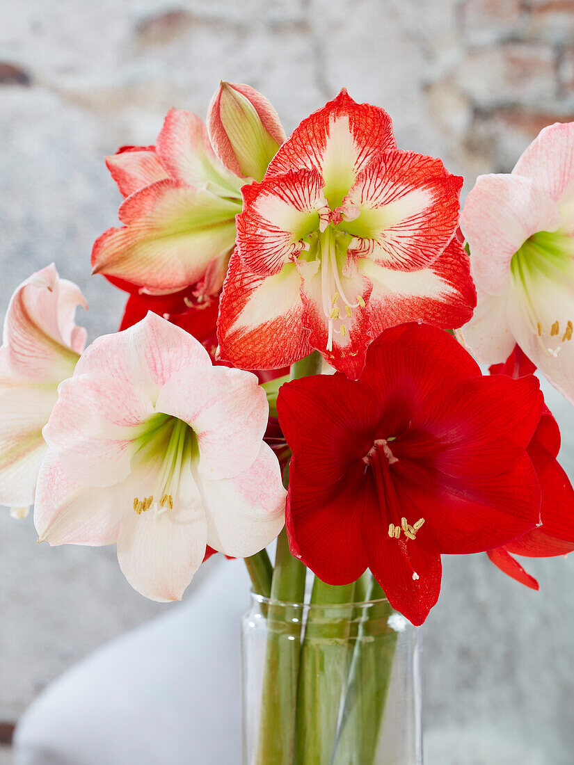 Hippeastrum bouquet