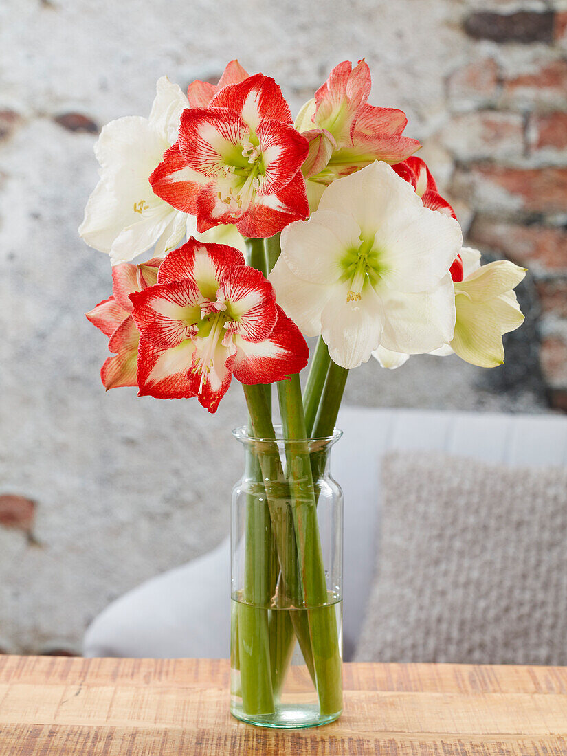 Hippeastrum Moscow,Minerva