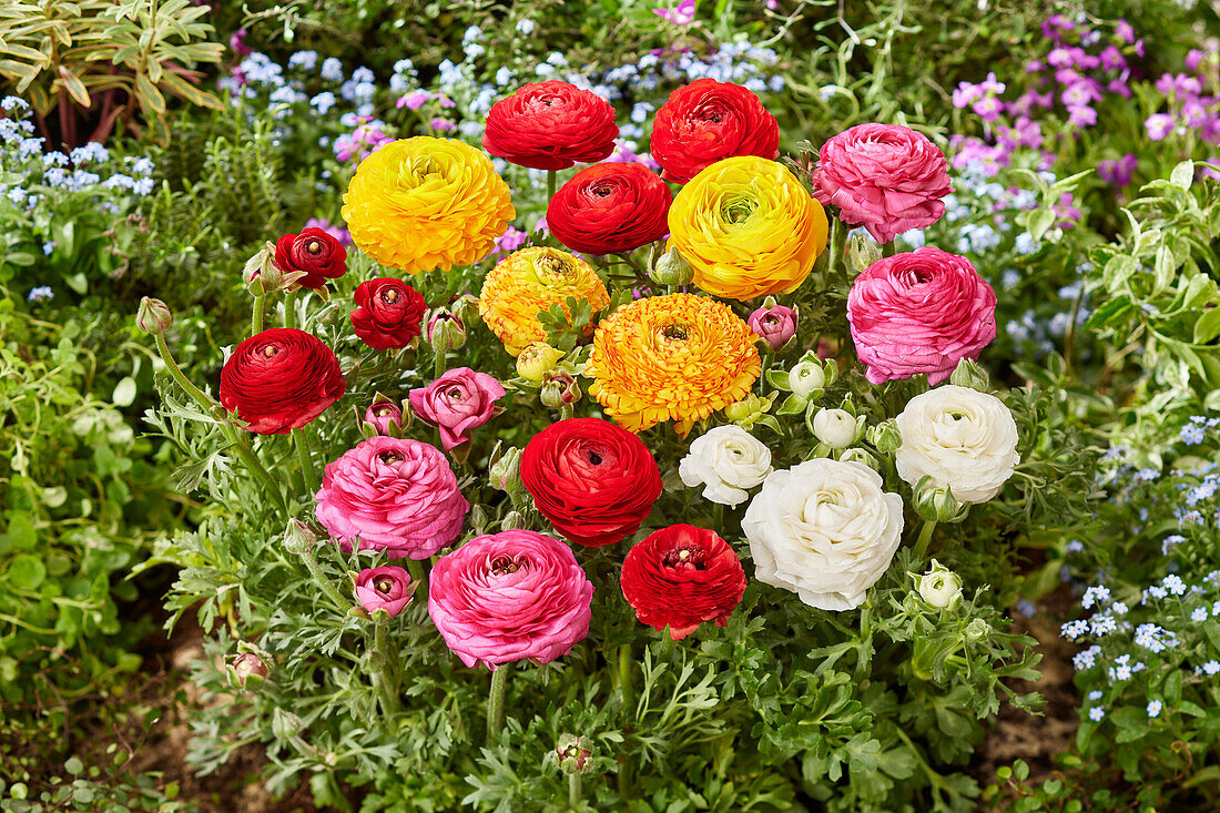 Ranunkel (Ranunculus), Mischung