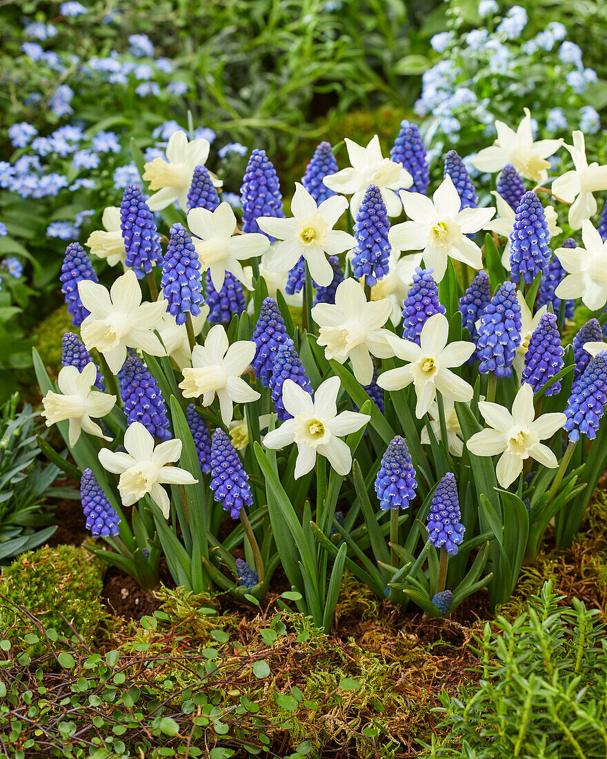 Traubenhyazinthe (Muscari) 'Big Smile', Narzisse (Narcissus) 'Snow Baby'