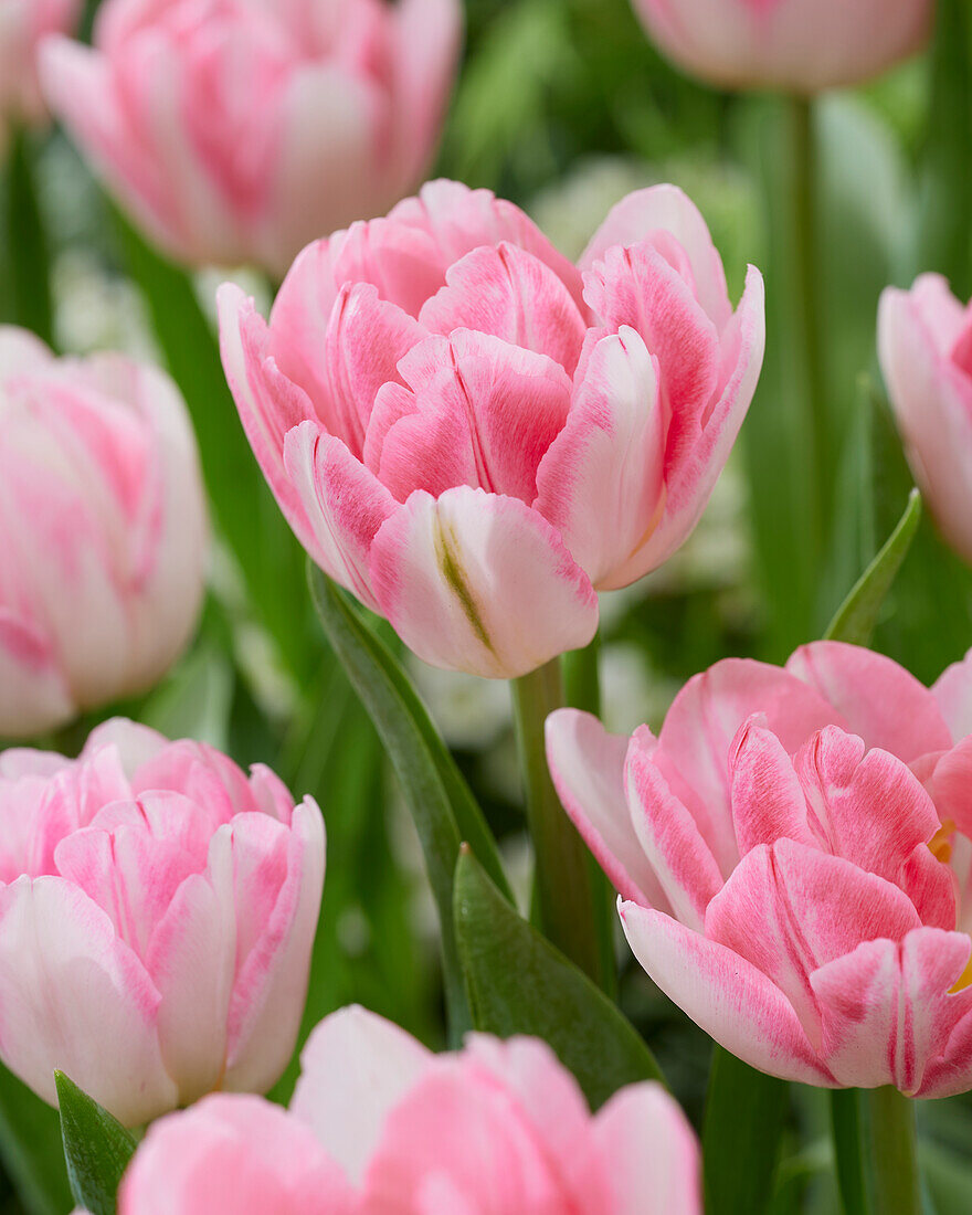 Tulpe (Tulipa) 'Foxtrot'