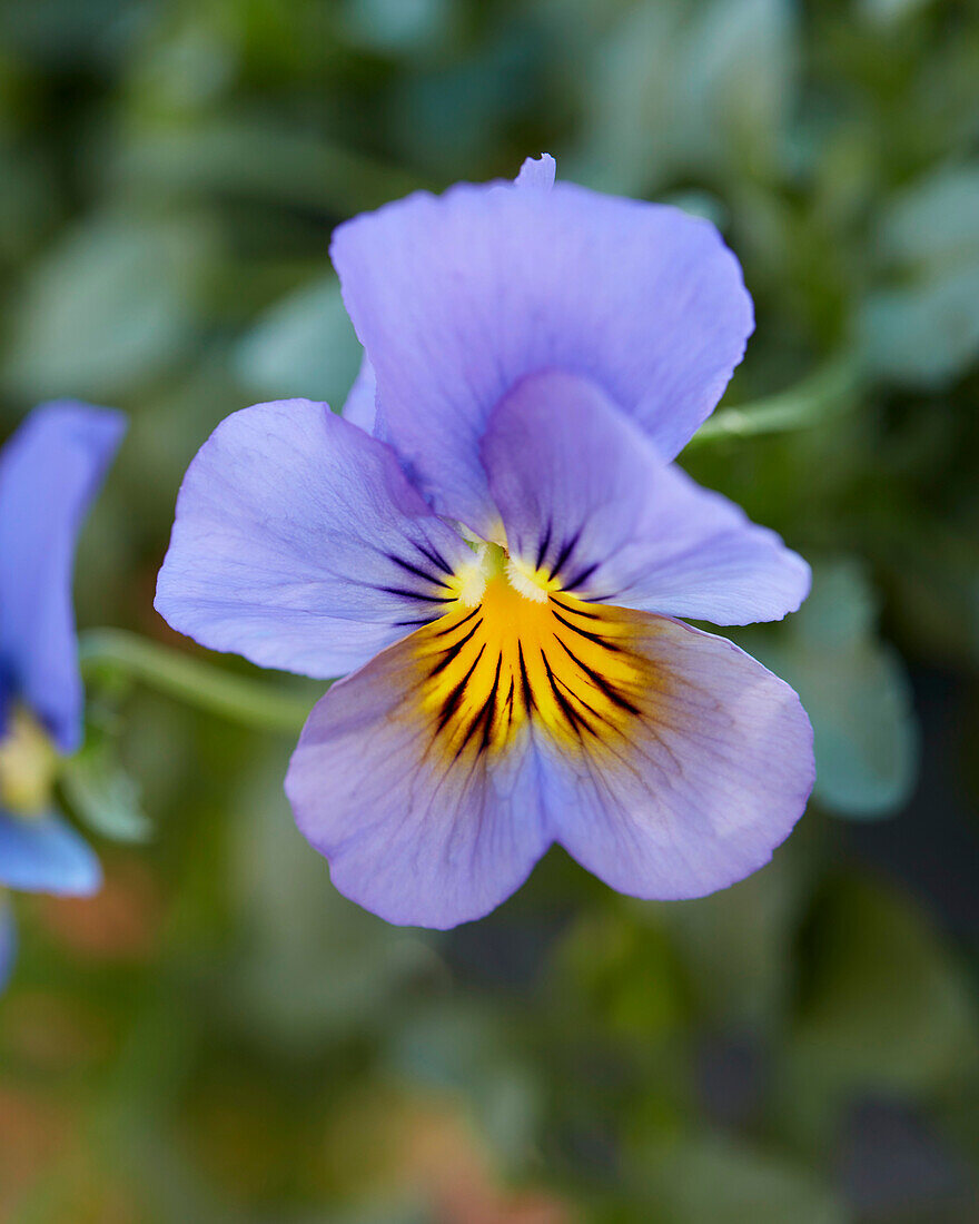 Garten-Stiefmütterchen (Viola wittrockiana) 'Cool Wave F1 Blue Skies'