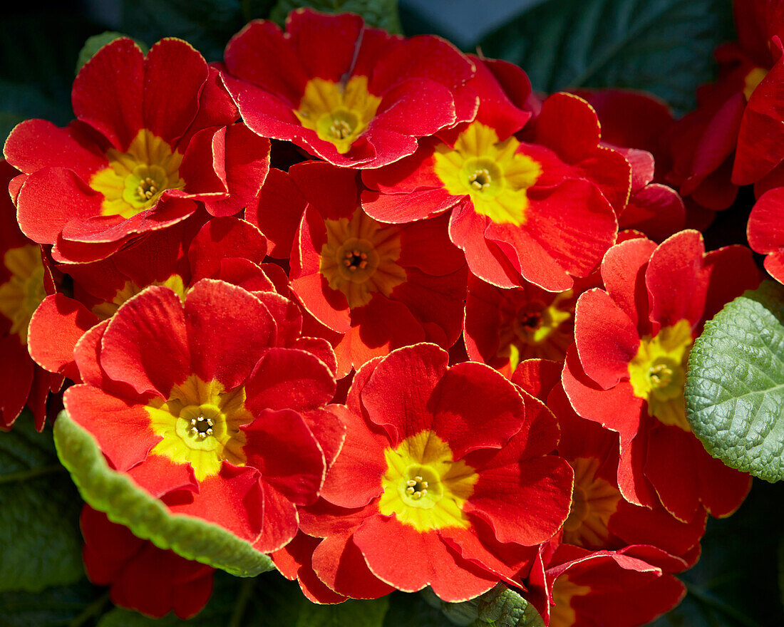 Primula vulgaris PrimeTime Cairo