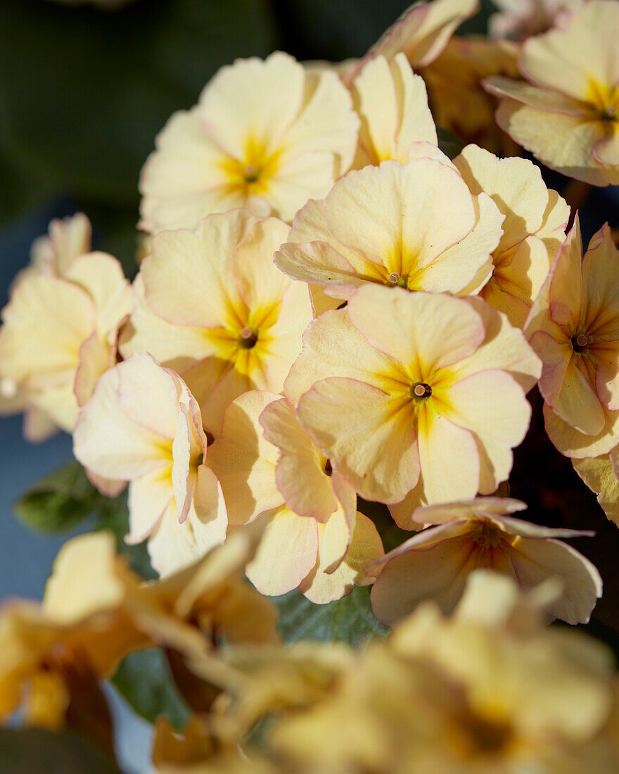 Primula vulgaris Obsidian Peach Exp.