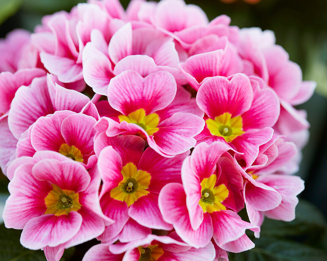 Primula vulgaris Sphinx F1