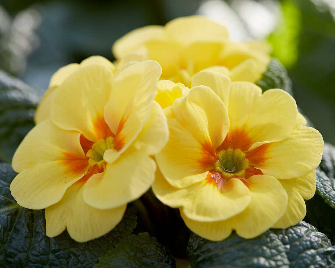 Primula vulgaris Esna F1 Cream Yellow